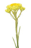 doTERRA Helichrysum Essential Oil, Promotes healthy skin and supports cell regeneration.