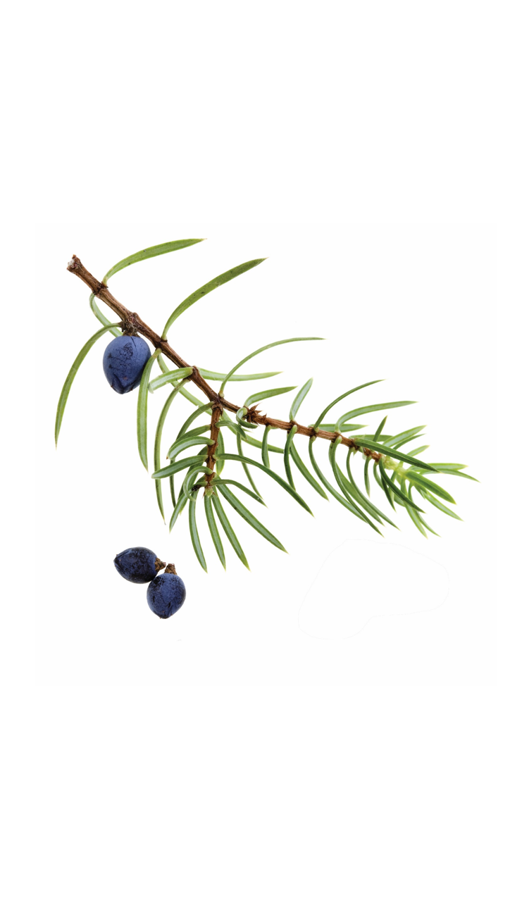 doTERRA Juniper Berry Essential Oil, Supports healthy kidney and urinary function.