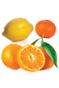 doTERRA Citrus Bliss Blend, Uplifts the mood and reduces stress with a fresh citrus aroma.