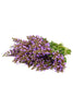 doTERRA Clary Sage Essential Oil - Supports hormonal balance and relieves menstrual discomfort.