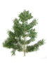 doTERRA Douglas Fir Essential Oil - Cleanses the skin and promotes a positive mood.