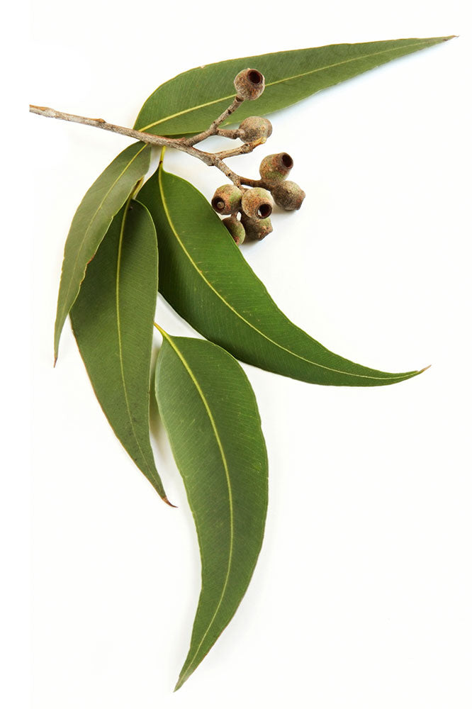 doTERRA Eucalyptus Essential Oil - Supports respiratory health and relieves congestion.