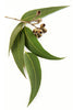 doTERRA Eucalyptus Essential Oil - Supports respiratory health and relieves congestion.