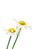 doTERRA Roman Chamomile Essential Oil - Promotes relaxation and soothes the skin.