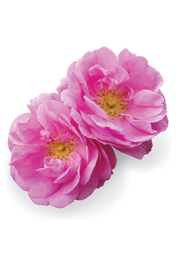 doTERRA Rose Essential Oil, Rejuvenates the skin and uplifts the mood.