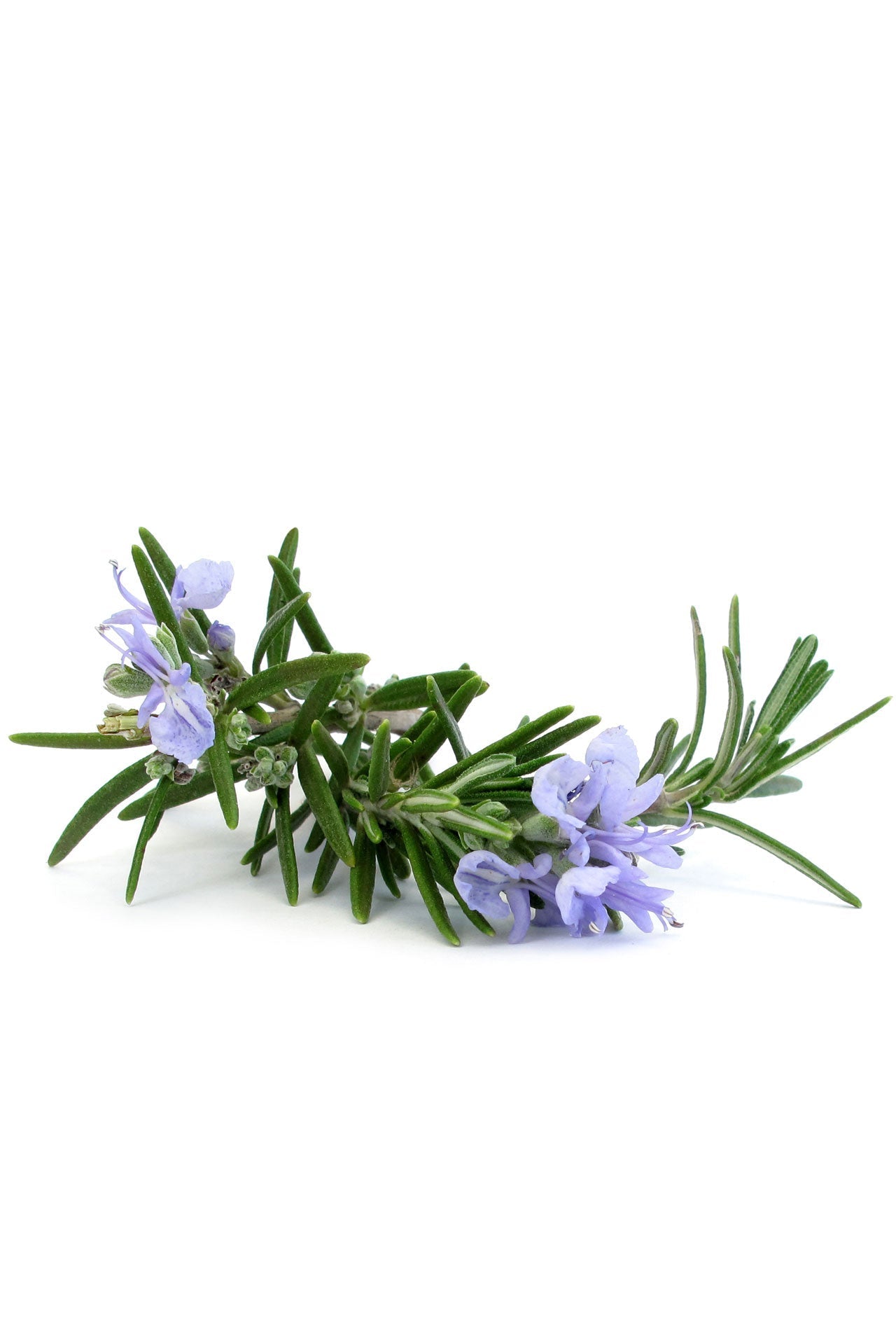 doTERRA Rosemary Essential Oil - Supports respiratory health and enhances focus.